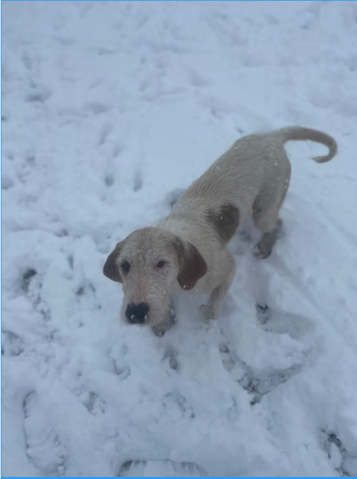 Did Lincoln Sabs Steal a Hound? The Evidence Mounts