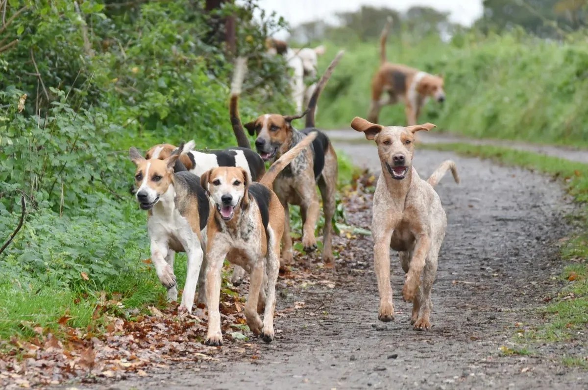 How the RSPCA Is Using a University to Front Its Campaign Against Hunting
