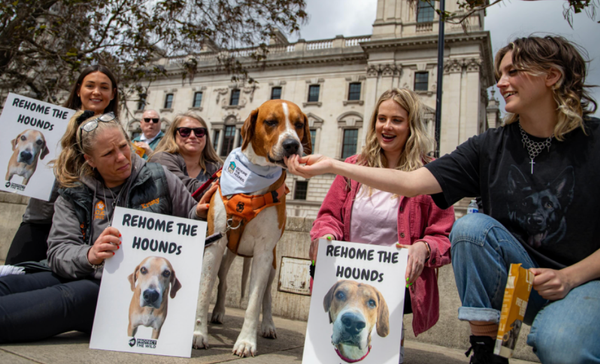 The Hound Without a Name: How a Stolen Foxhound Became the Face of an Anti-Hunting Campaign